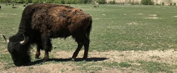 在北达科他州和怀俄明州的国家公园，野牛袭击游客