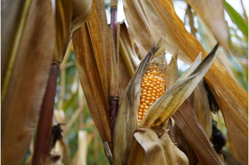 高温压力将给美国玉米带带来巨大变化
